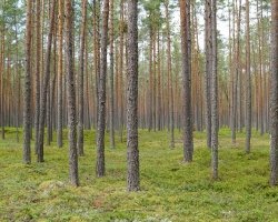 Spending Time in Nature Boosts Calmness and Mental Wellness